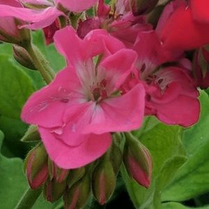 Meet your Posher, Angie